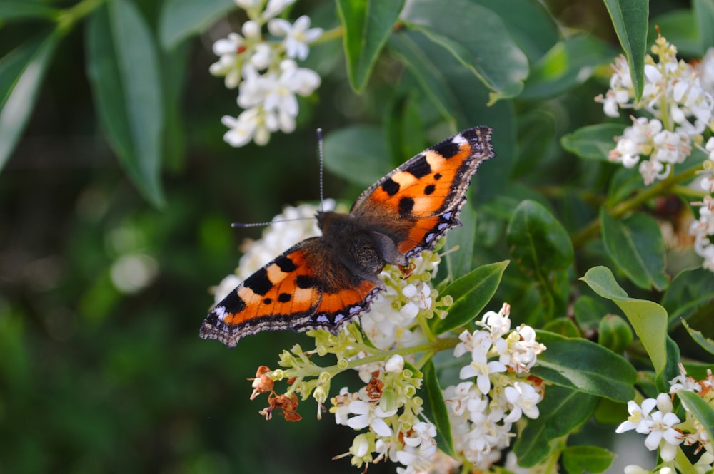 orange black and white butterfly perched on white flower