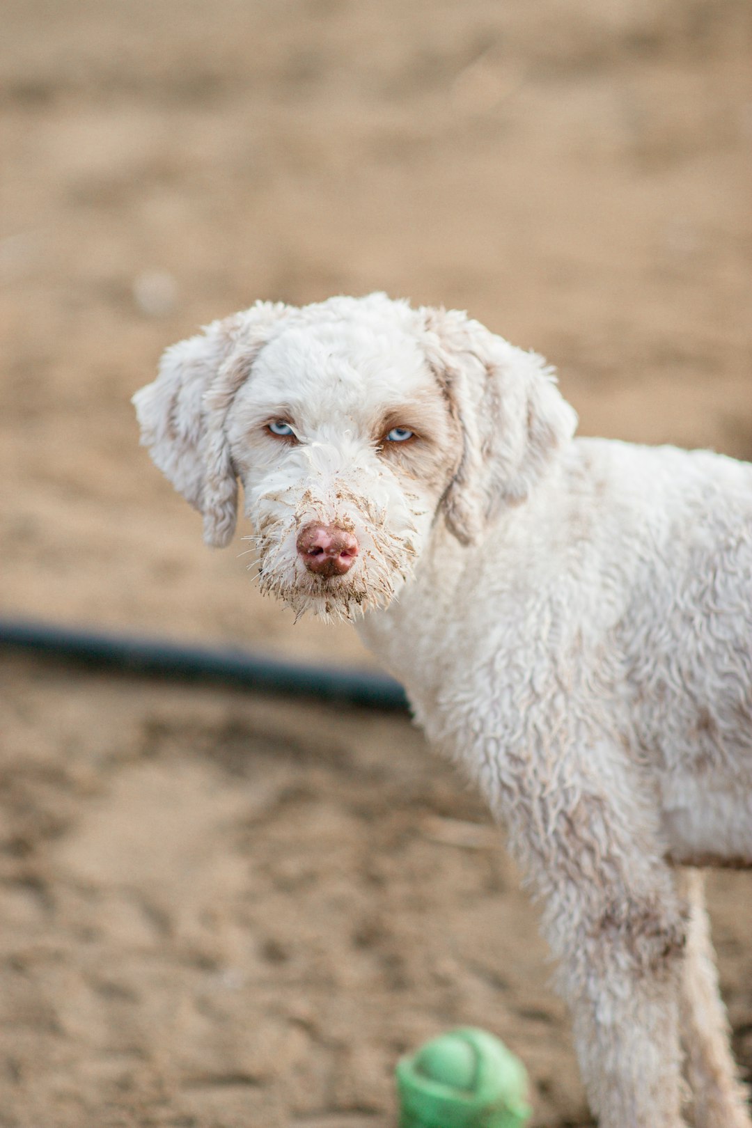 white long coated small dog