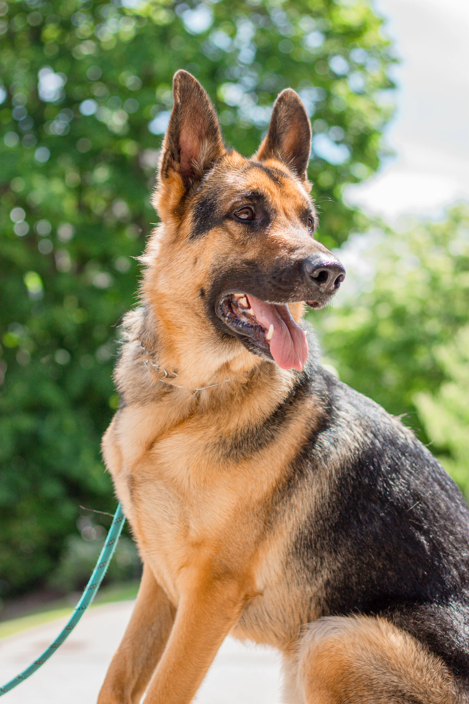 Black-and-tan German Shepherd portrait, photo by Shayna Douglas on Unsplash