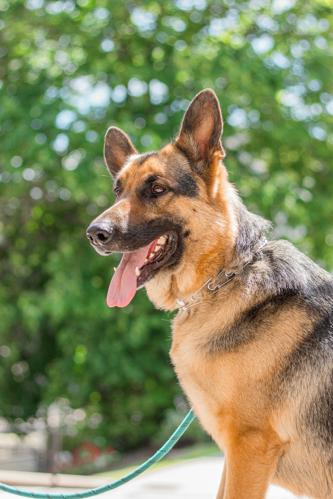 brown and black german shepherd