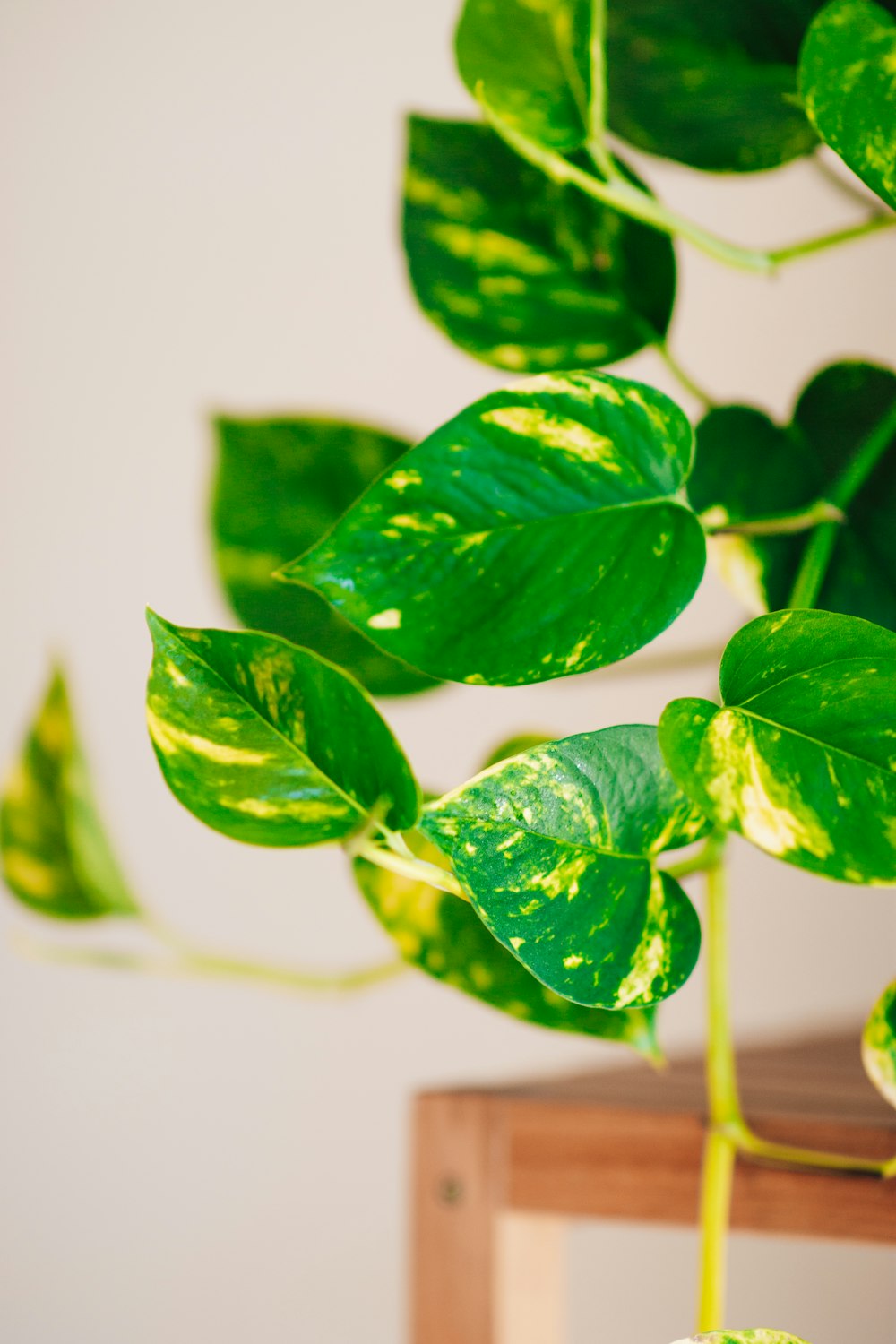 green leaves in white background