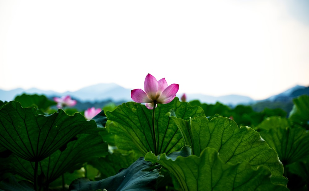 pink lotus flower in bloom during daytime