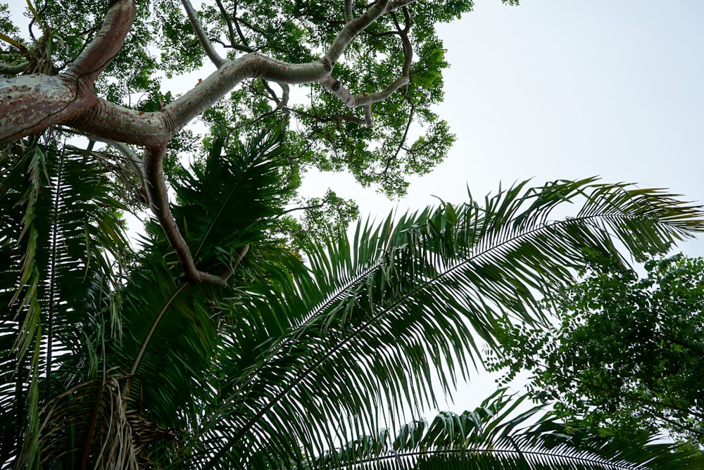 green palm tree under white sky during daytime