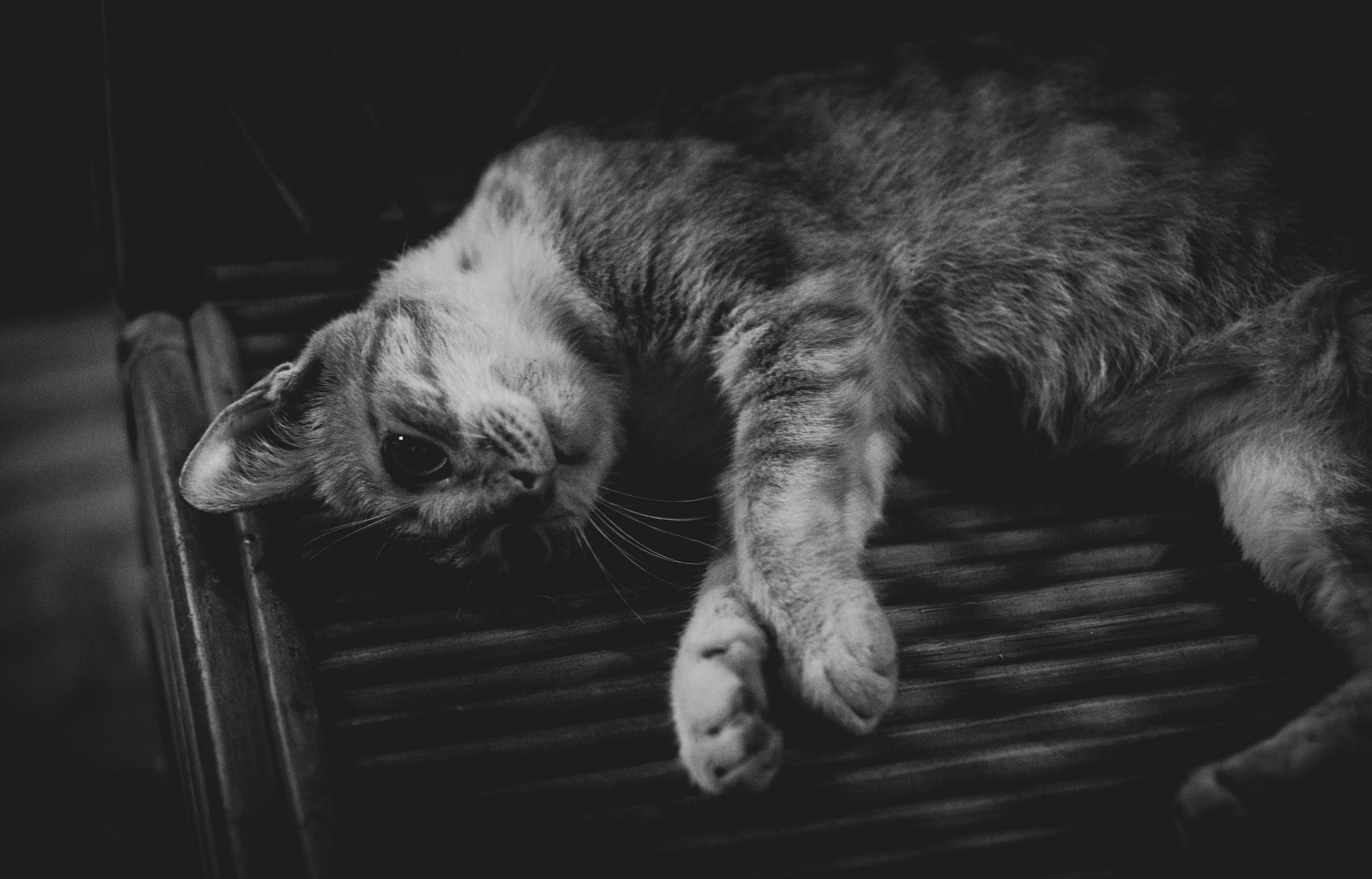 grayscale photo of cat lying on wooden floor