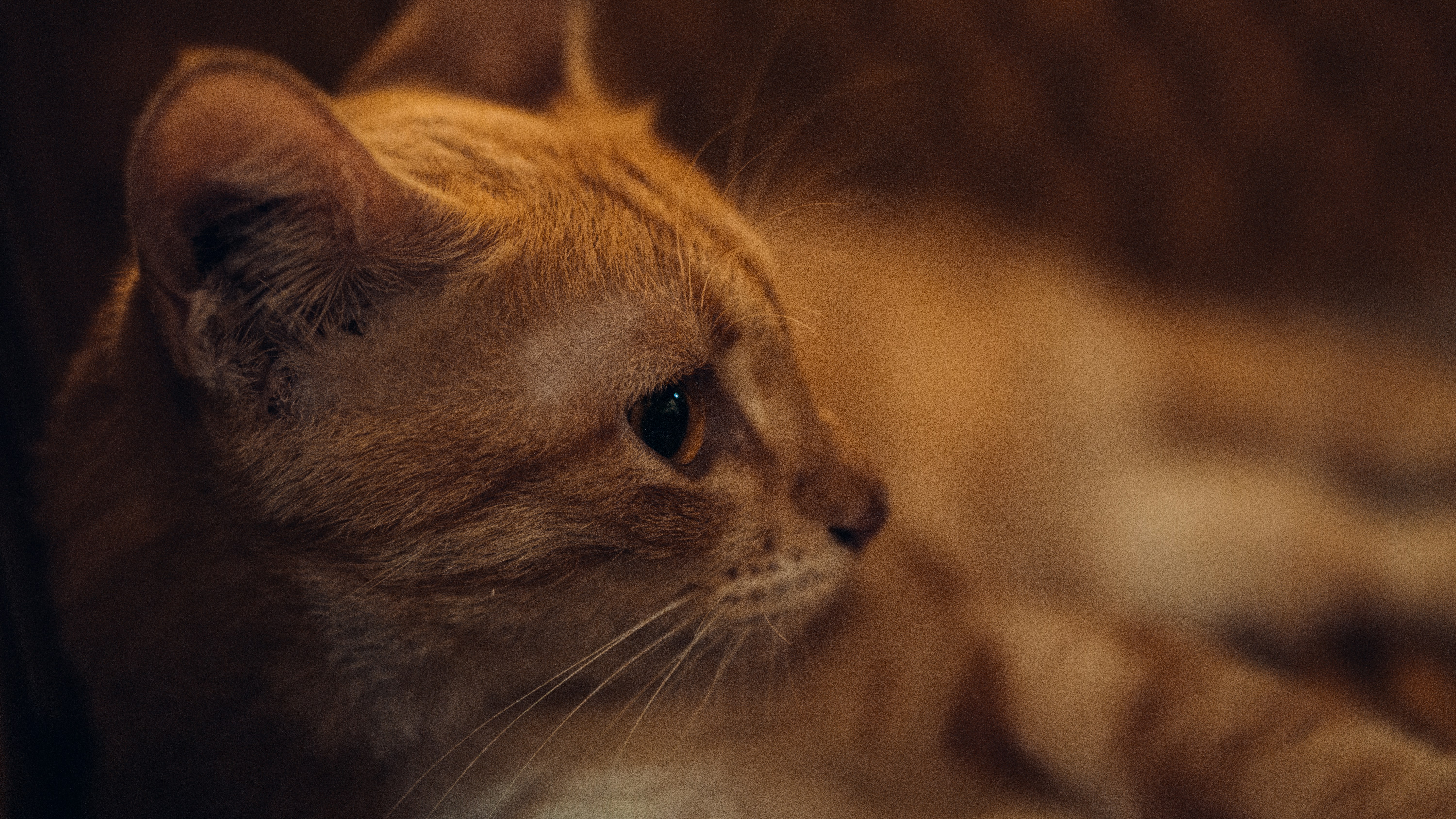 gato atigrado naranja en fotografía de primer plano