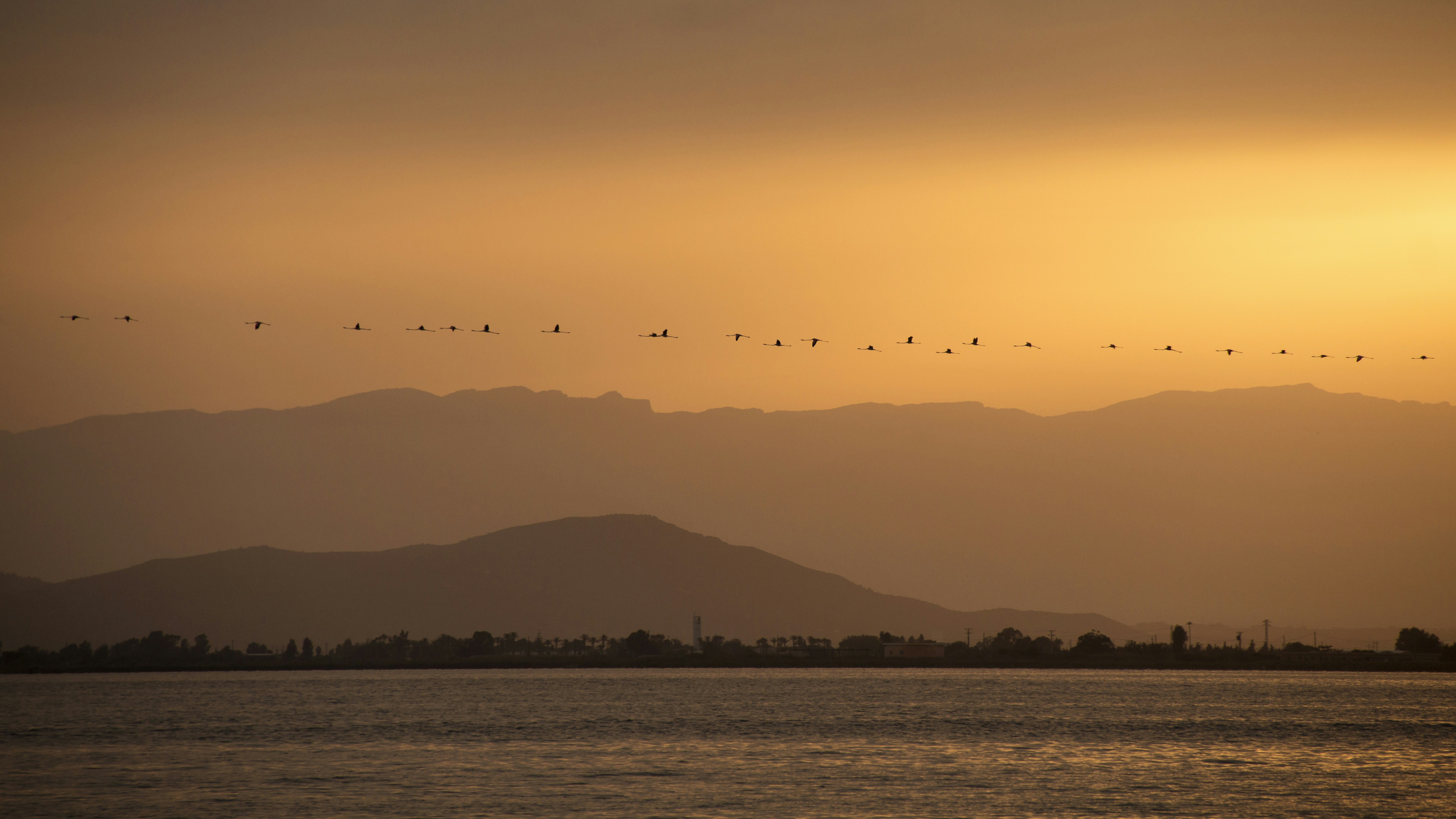 birds flying over the sea during daytime