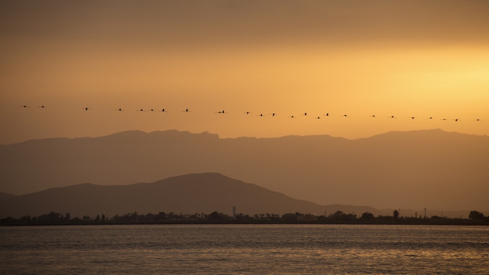 birds flying over the sea during daytime