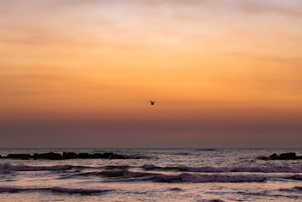 bird flying over the sea during daytime