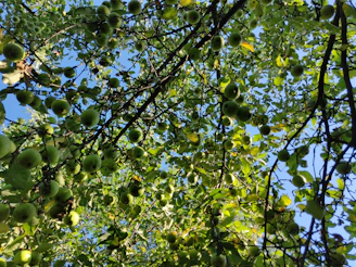 Wide view of apple orchard with sunlight filtering through leafy branches and apples ready to pick.