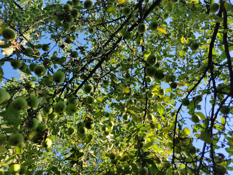 Wide view of apple orchard with sunlight filtering through leafy branches and apples ready to pick.