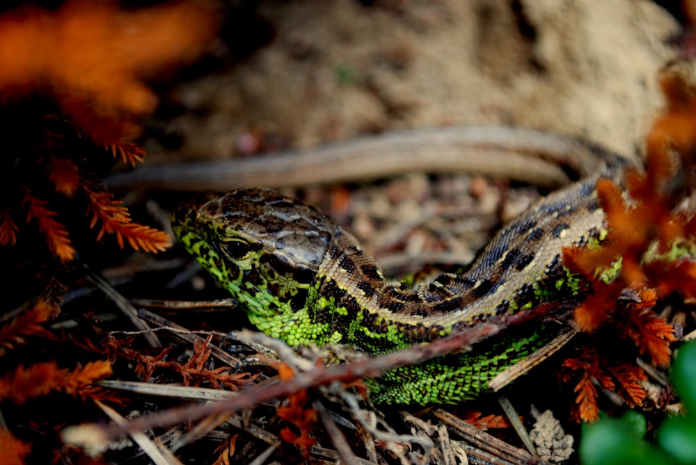 black and green snake on brown dried leaves