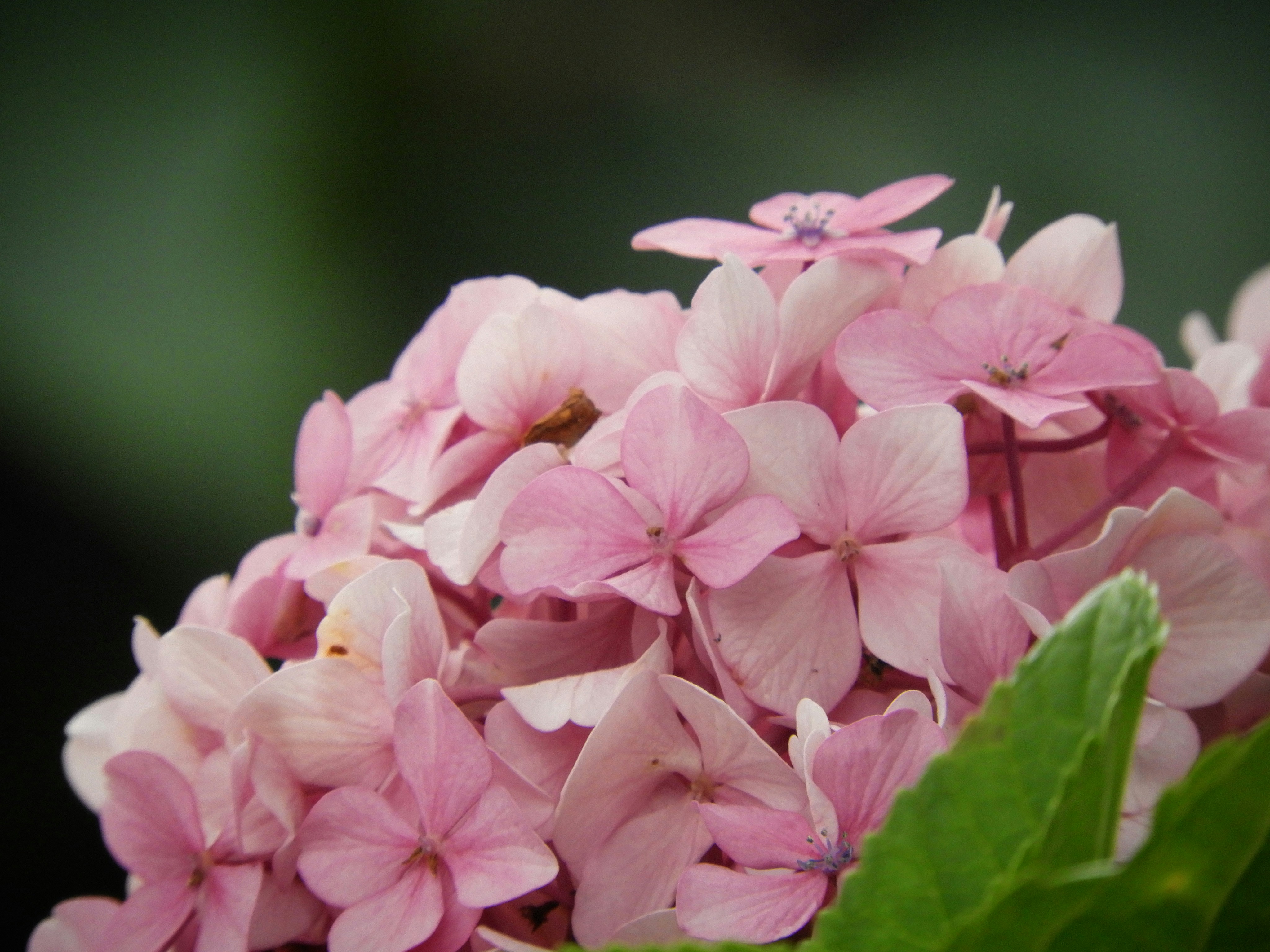 Photo by yamuramachi96