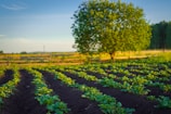 A serene agricultural scene featuring rows of young green plants growing in a well-tended field, with rich dark soil providing a contrasting backdrop. In the background, a large, lush green tree stands near a wooden fence under a clear blue sky, suggesting a peaceful, rural setting.