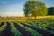 A serene agricultural scene featuring rows of young green plants growing in a well-tended field, with rich dark soil providing a contrasting backdrop. In the background, a large, lush green tree stands near a wooden fence under a clear blue sky, suggesting a peaceful, rural setting.