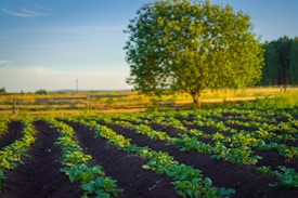 A serene agricultural scene featuring rows of young green plants growing in a well-tended field, with rich dark soil providing a contrasting backdrop. In the background, a large, lush green tree stands near a wooden fence under a clear blue sky, suggesting a peaceful, rural setting.