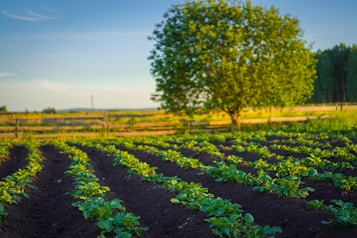 A serene agricultural scene featuring rows of young green plants growing in a well-tended field, with rich dark soil providing a contrasting backdrop. In the background, a large, lush green tree stands near a wooden fence under a clear blue sky, suggesting a peaceful, rural setting.