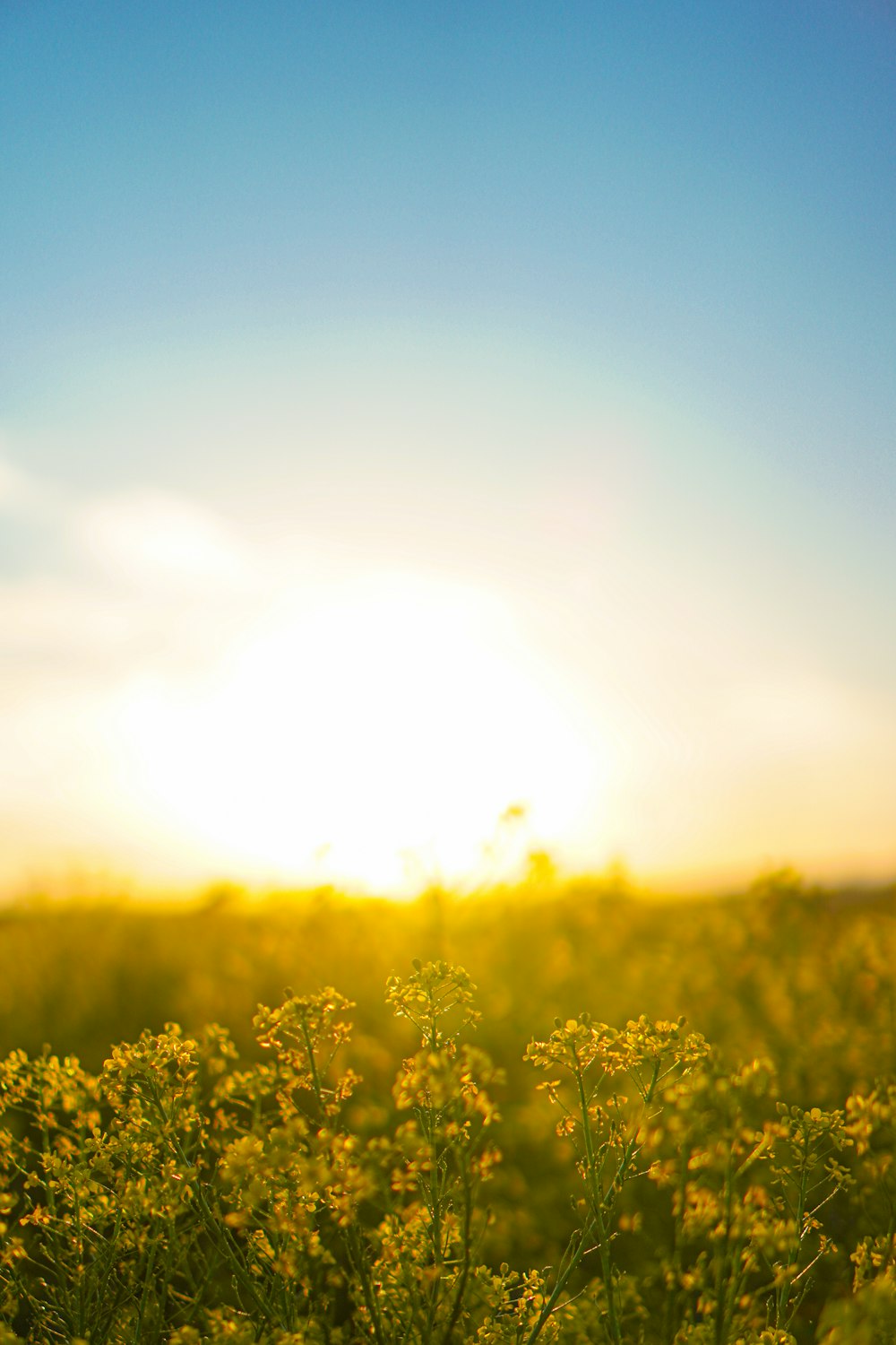 yellow flower field during daytime