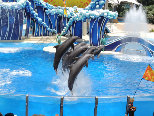 gray dolphins jumping out of water at a Seaworld Orlando show