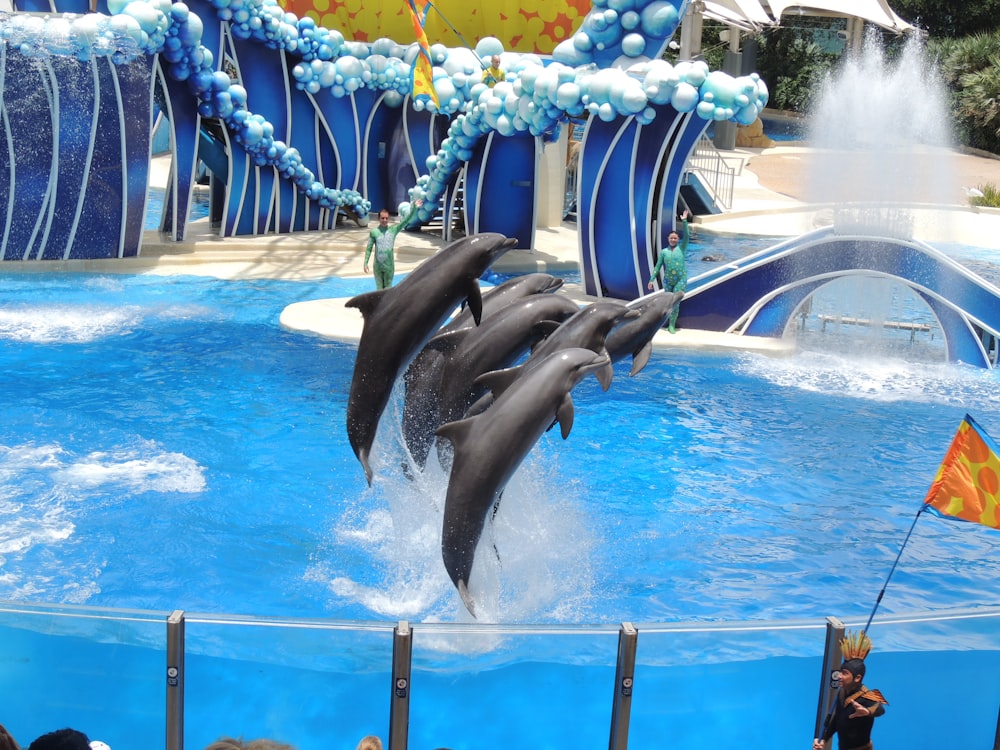 black and white dolphins jumping out of water