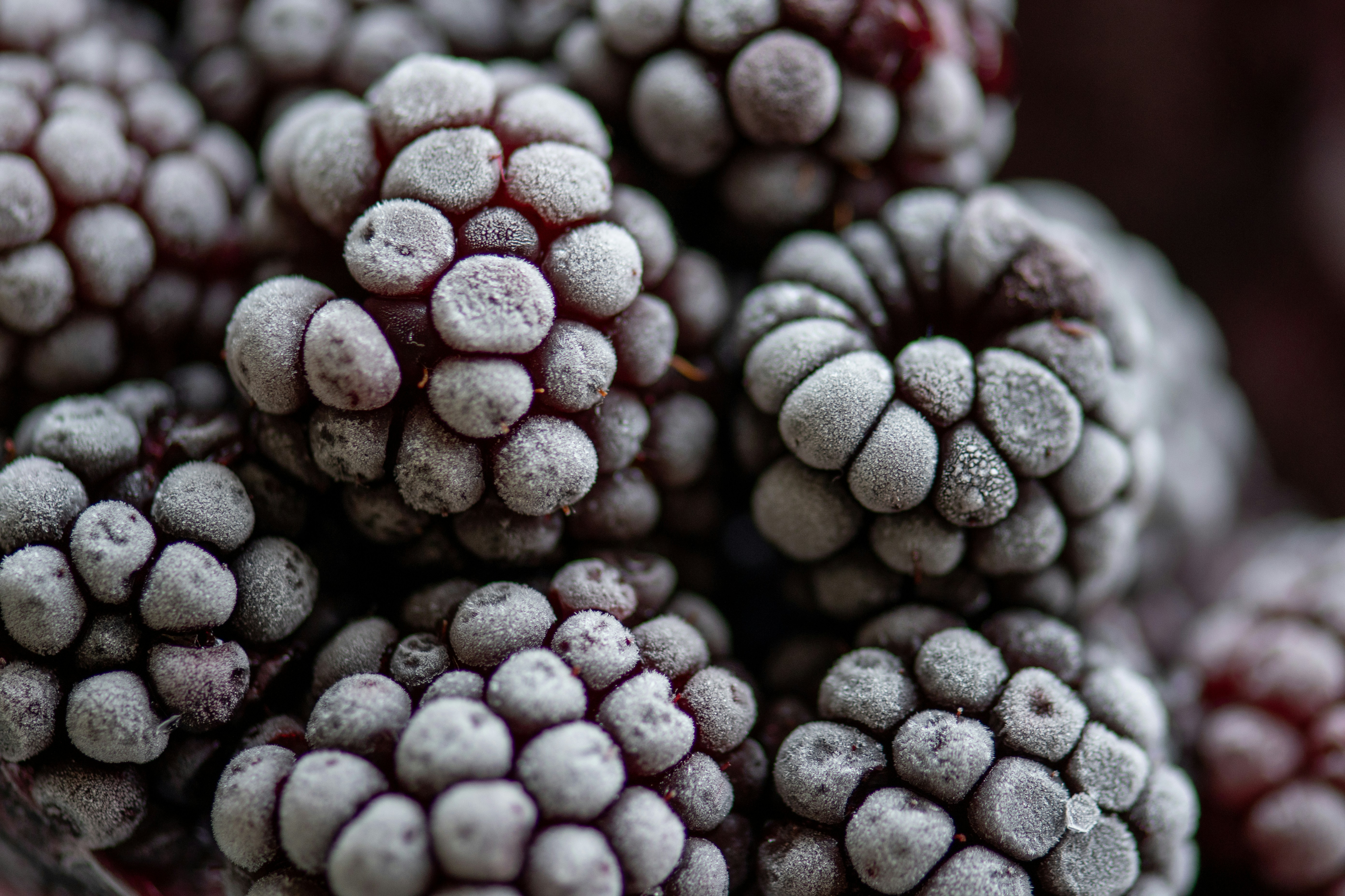 black and white round fruits