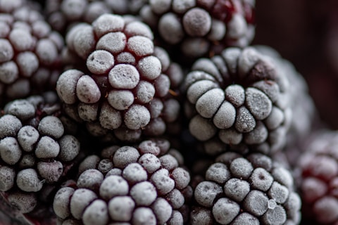 Cold blackberry fruits