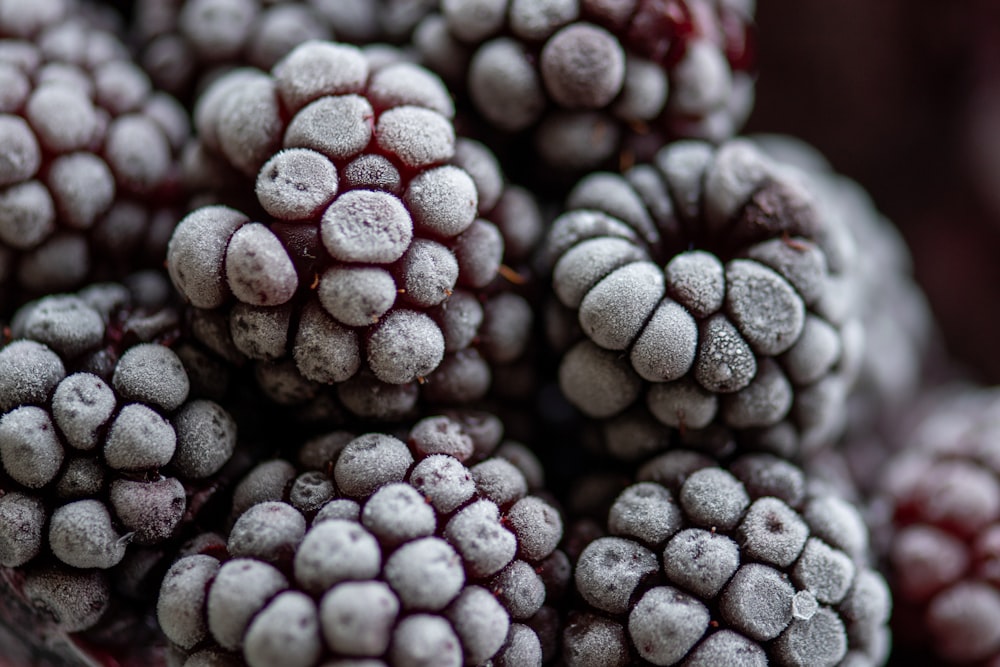 black and white round fruits