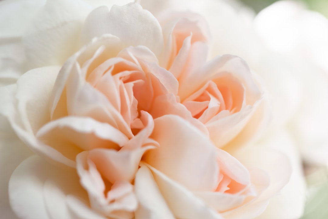 pink rose in close up photography