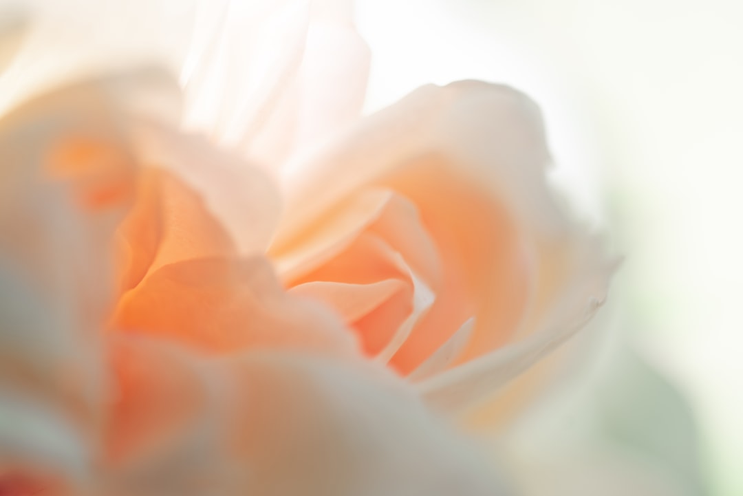 white and orange flower petals