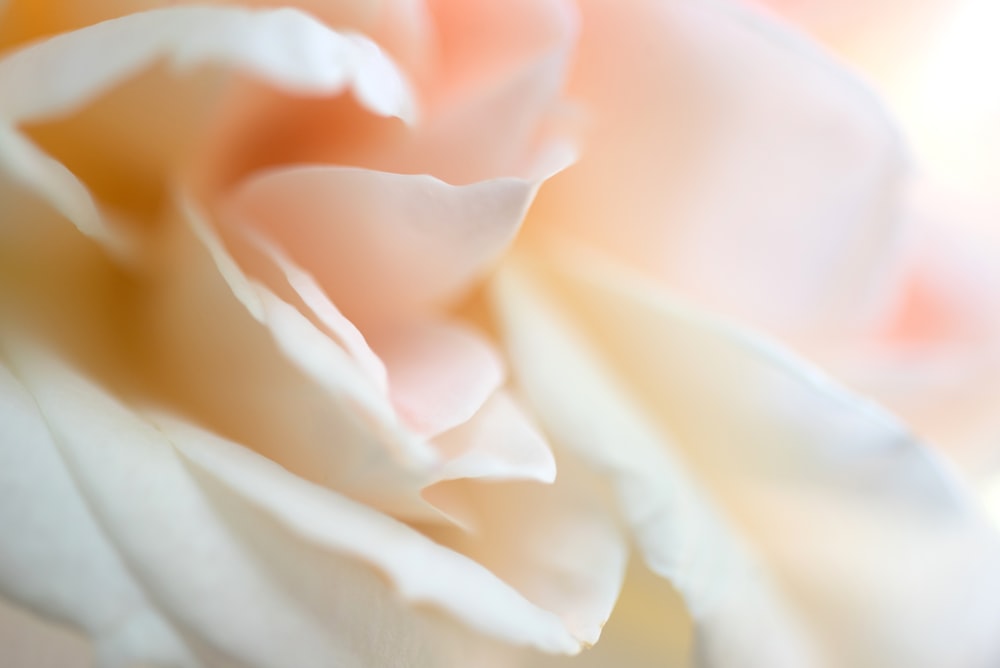 white rose in close up photography