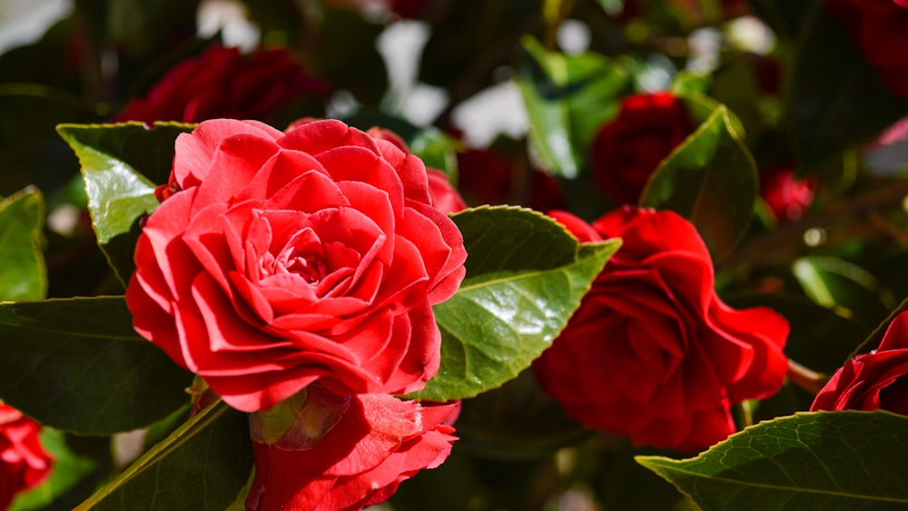 red rose in bloom during daytime