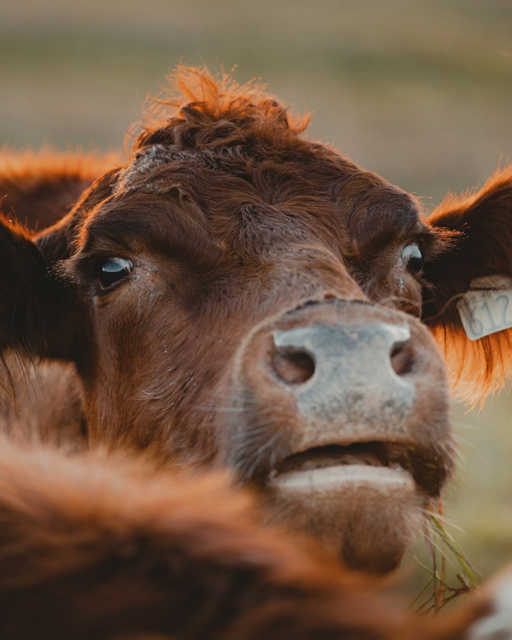 brown cow lying on green grass during daytime