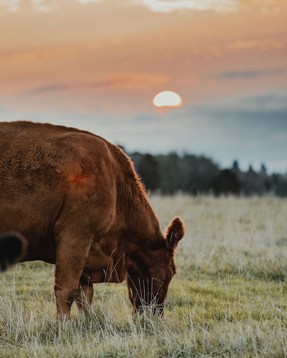 brown cow on green grass field during daytime