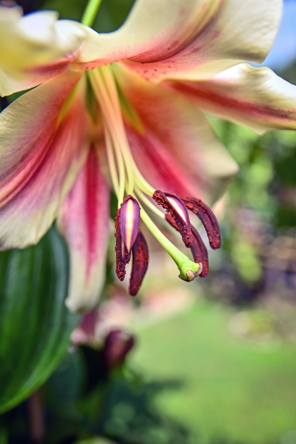 pink and yellow flower in tilt shift lens