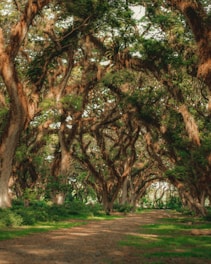 green and brown trees on green grass field during daytime