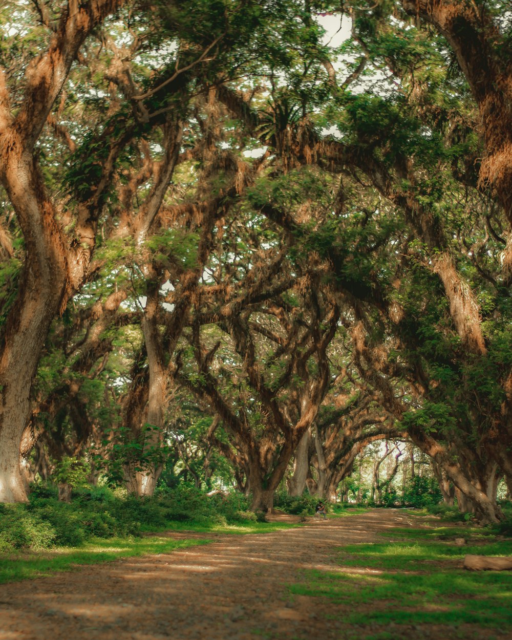 alberi verdi e marroni sul campo di erba verde durante il giorno