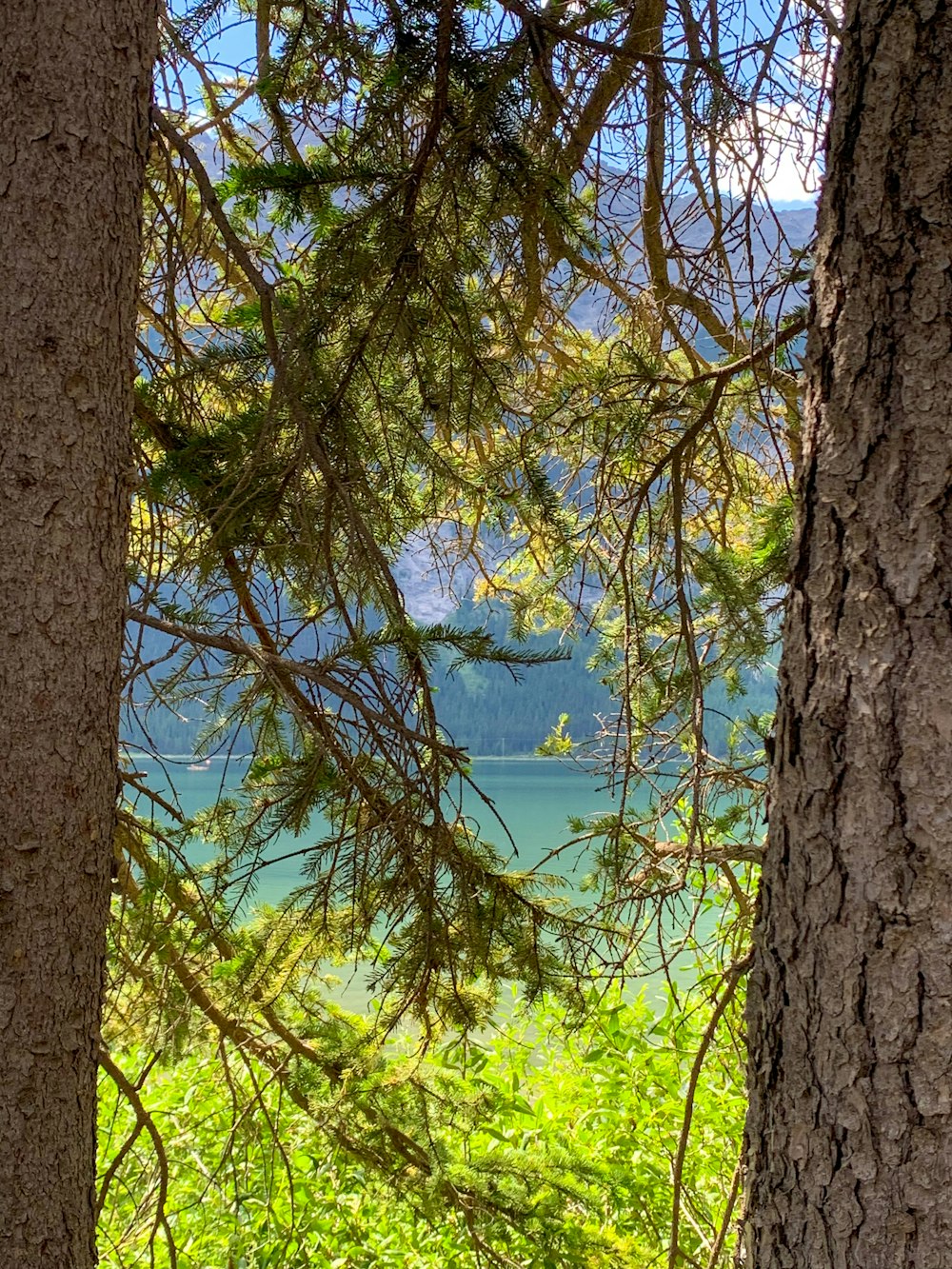 green trees near body of water during daytime