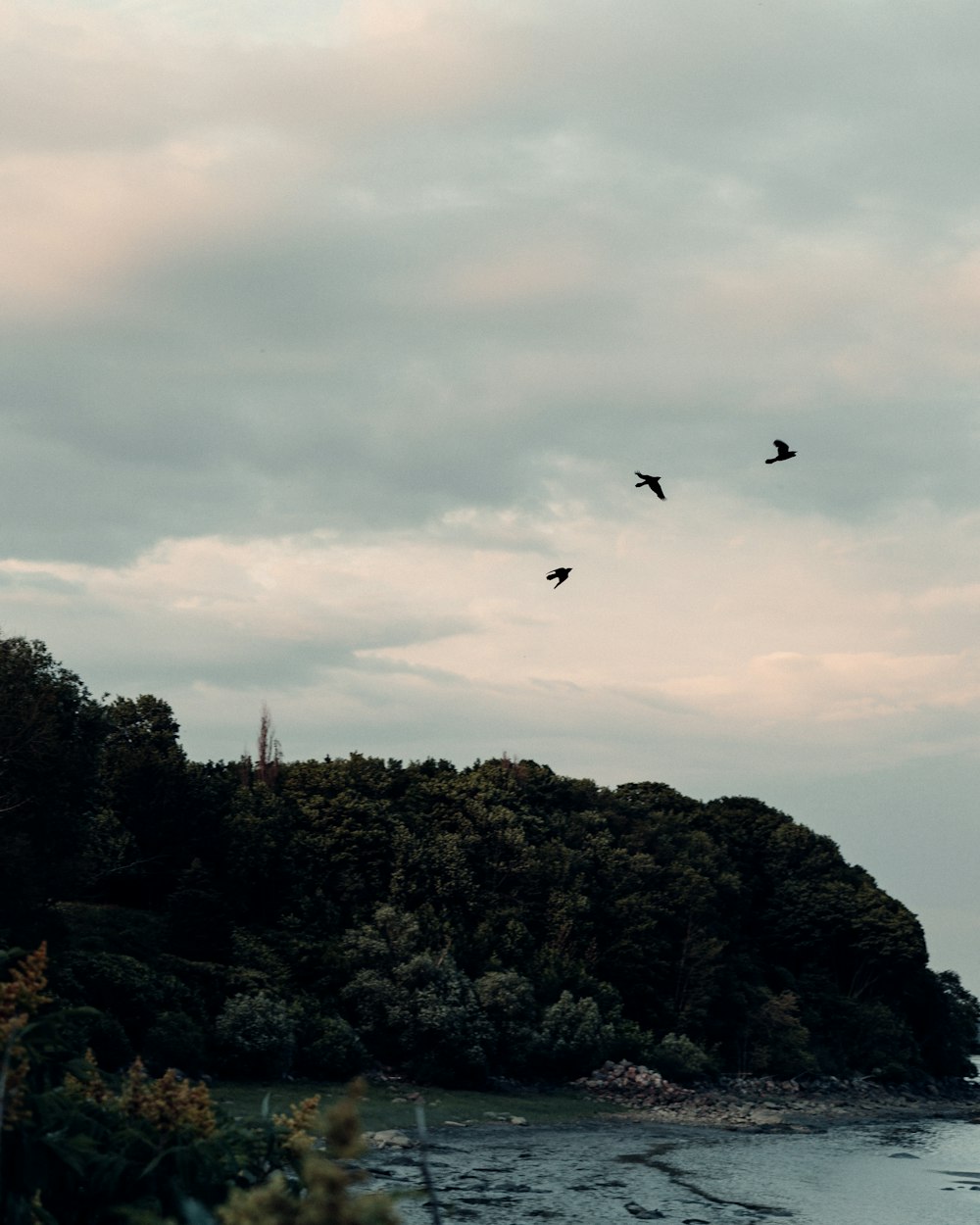 Aves volando sobre el bosque durante el día