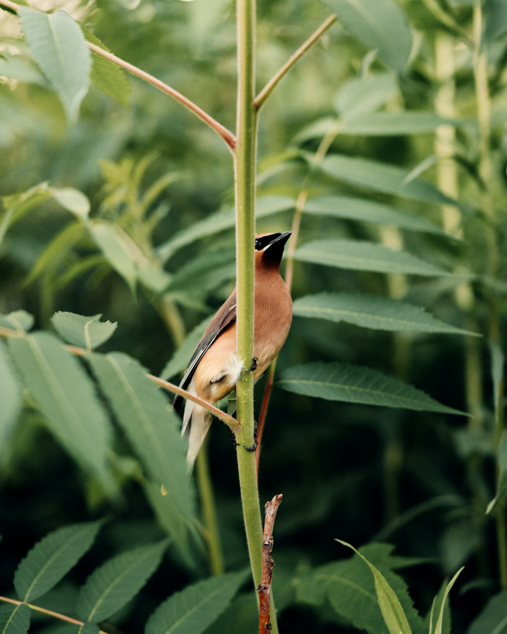 pájaro verde y marrón en planta verde