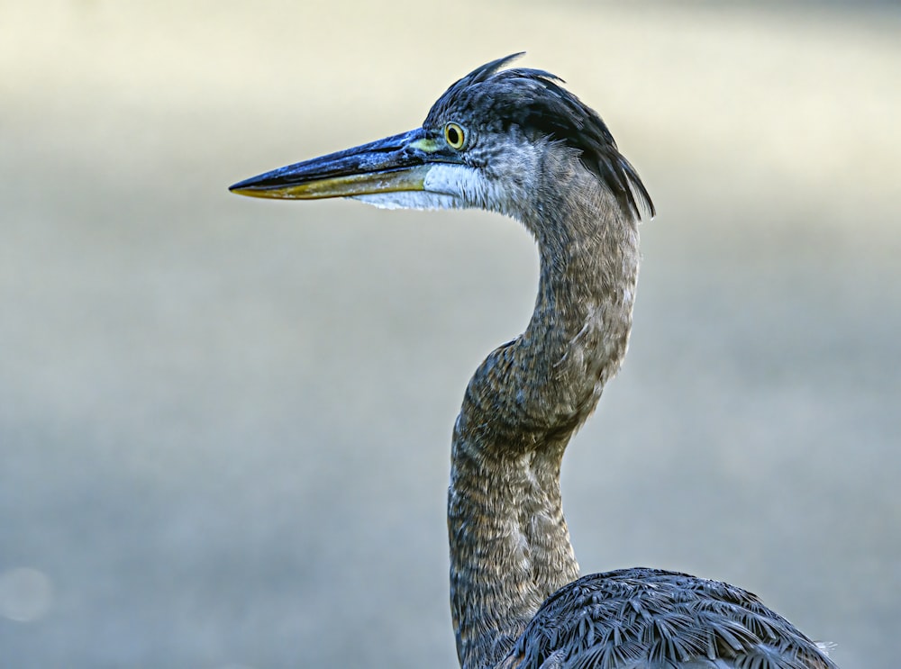 blue and gray bird in close up photography