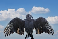 Wildlife in Monfragüe National Park, featuring soaring vultures against a blue sky.