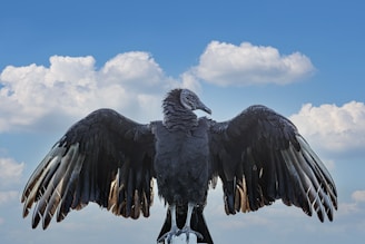 Wildlife in Monfragüe National Park, featuring soaring vultures against a blue sky.