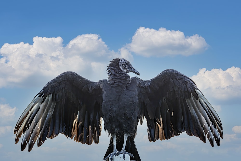 uccello nero che vola sotto il cielo blu durante il giorno