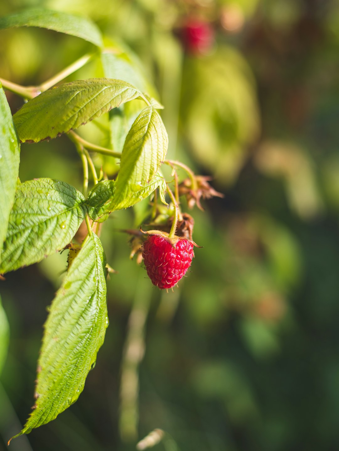 red fruit in green leaves