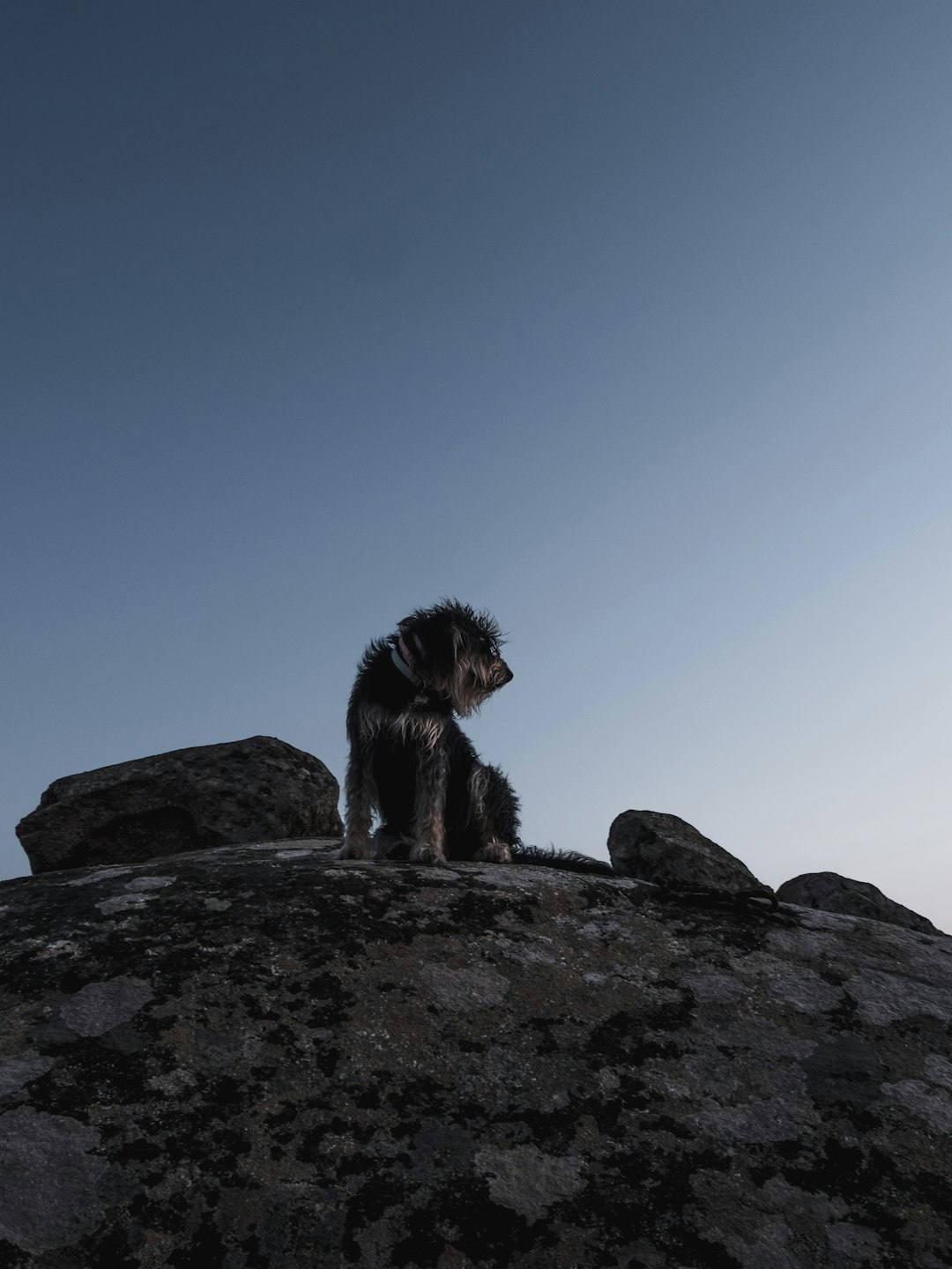 black and white long coated dog on gray rock during daytime