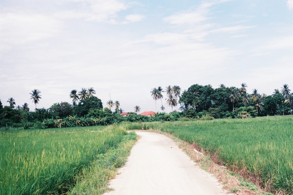 green grass field near road during daytime