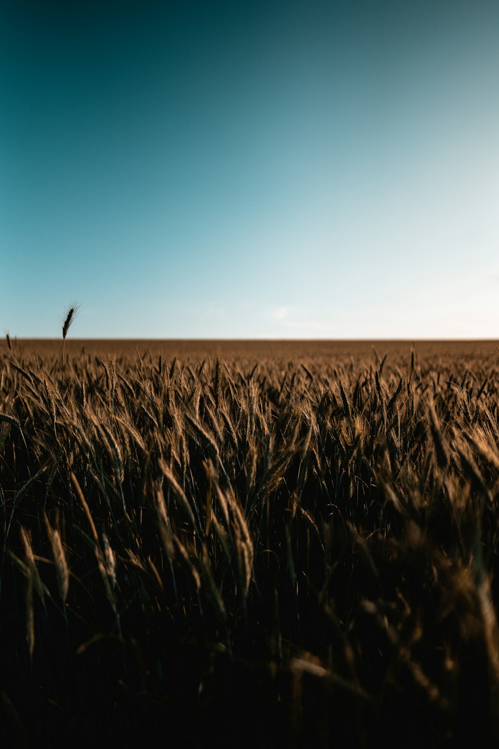 brown grass field under blue sky during daytime