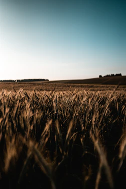 A sunlit field of organic crops gently swaying under a clear blue sky.