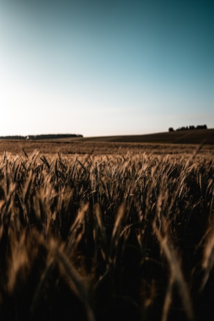 A sunlit field of vibrant green crops gently swaying in the breeze under a clear blue sky.