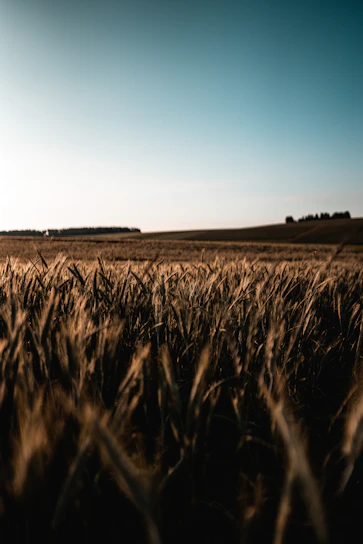A sunlit field of organic crops gently swaying under a clear blue sky.