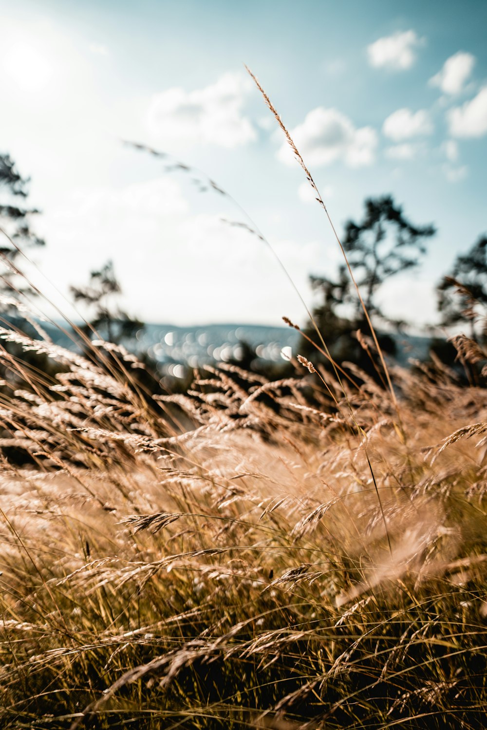 brown grass field during daytime